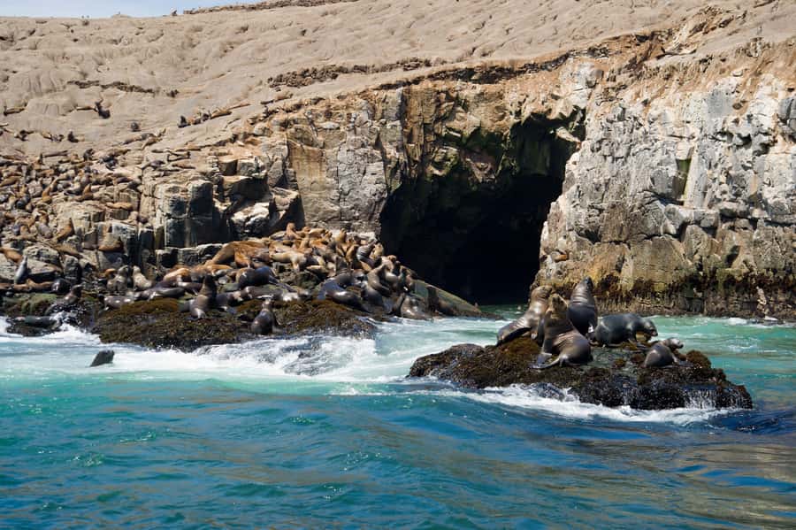 Lima: Sea Lion Swim and Wildlife Palomino Islands Cruise - Key highlights to look for on the Palomino Islands cruise
