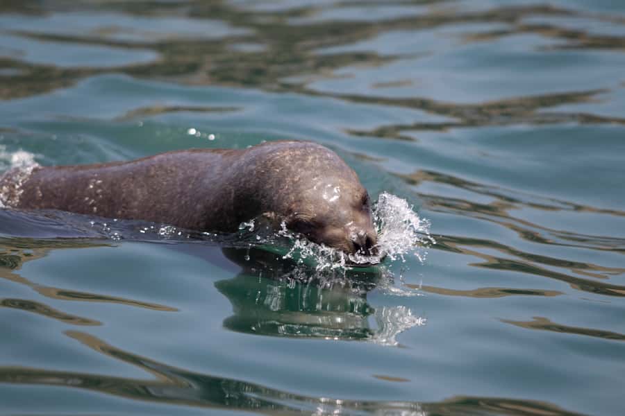Lima: Sea Lion Swim and Wildlife Palomino Islands Cruise - Why the Palomino Islands cruise feels different than most Lima day trips