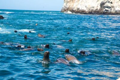 Sea Lion Swim and Wildlife Palomino Islands Cruise