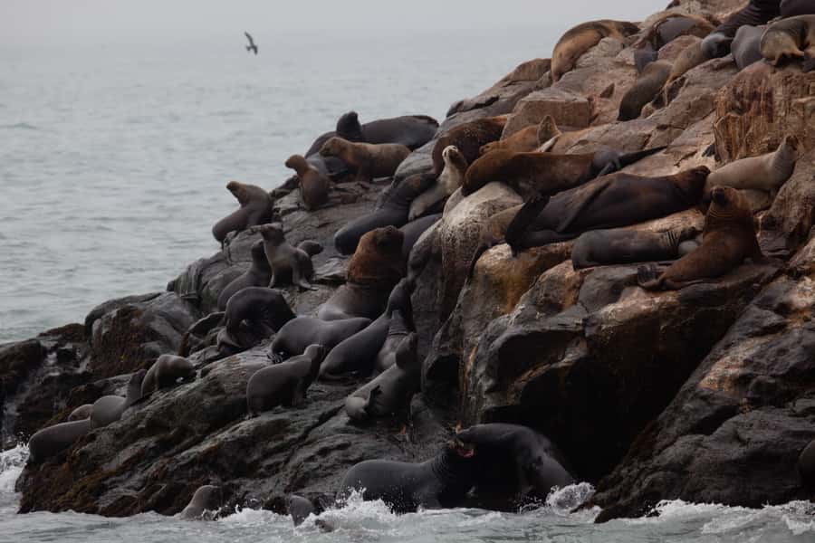 Lima: Sea Lion Swim and Wildlife Palomino Islands Cruise - Birdwatching for guano birds and Humboldt penguins from the boat