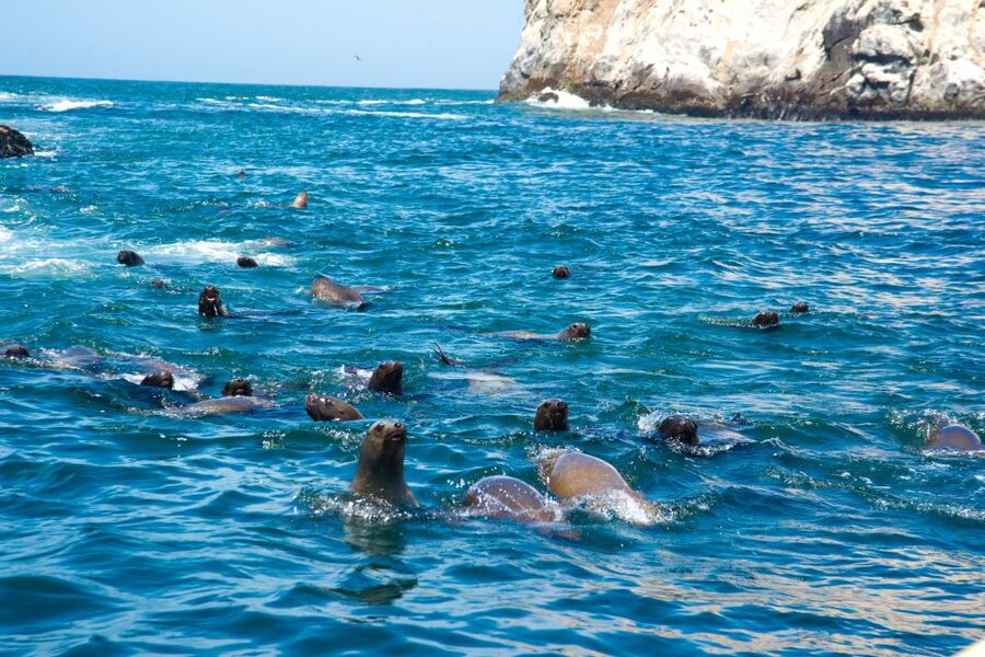 Lima: Sea Lion Swim and Wildlife Palomino Islands Cruise - Who should book, and who should skip this sea lion swim