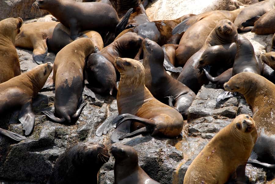 Lima: Sea Lion Swim and Wildlife Palomino Islands Cruise - FAQ