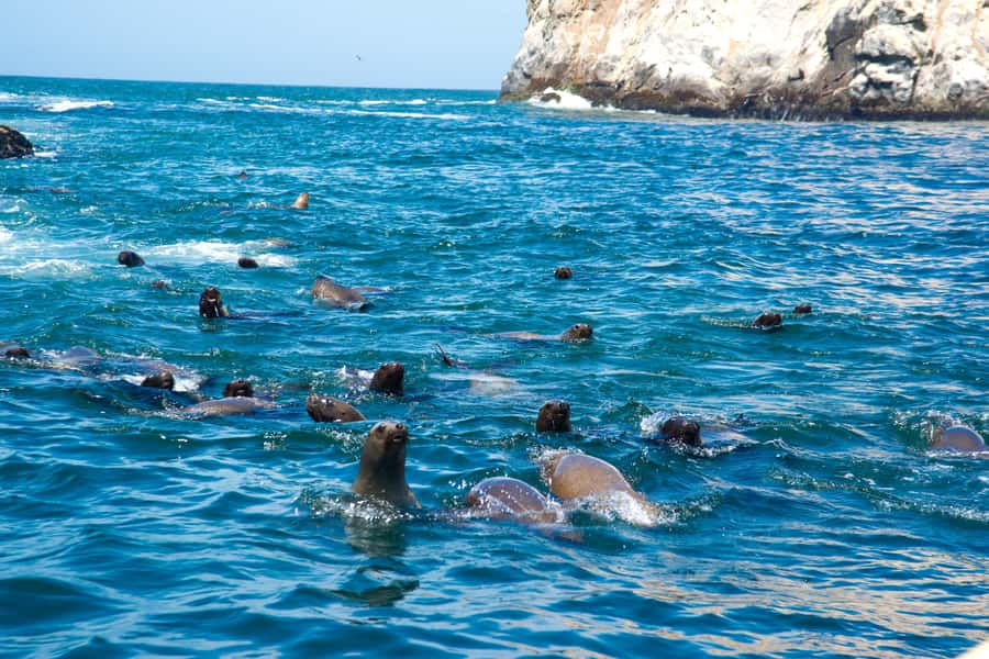 Lima: Sea Lion Swim and Wildlife Palomino Islands Cruise - The sea lion swim: gear, safety, and what “cool water” actually means