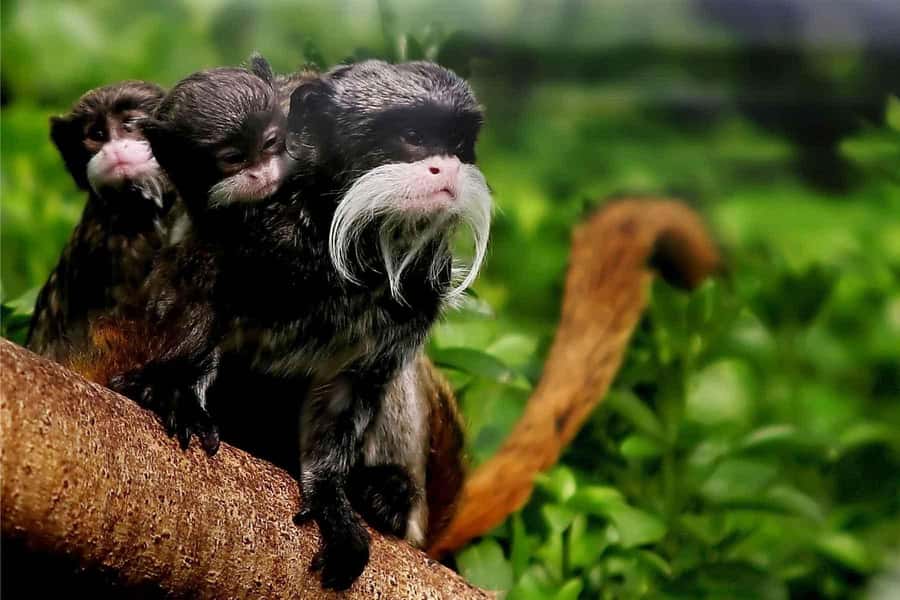 Living Nature from Cusco: 3 Days Manu Jungle all inclusive - Why This Manu Rainforest Route Feels Like Real Access