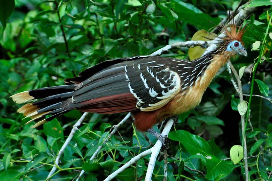 Living Nature from Cusco: 3 Days Manu Jungle all inclusive - Day 3: Parrot Clay Lick at Dawn, Mineral Clay, and Back to Cusco