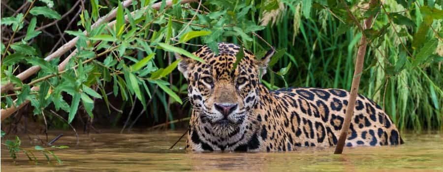 Living Nature from Cusco: 3 Days Manu Jungle all inclusive - What’s Included for Wildlife Watching (and What to Bring Yourself)