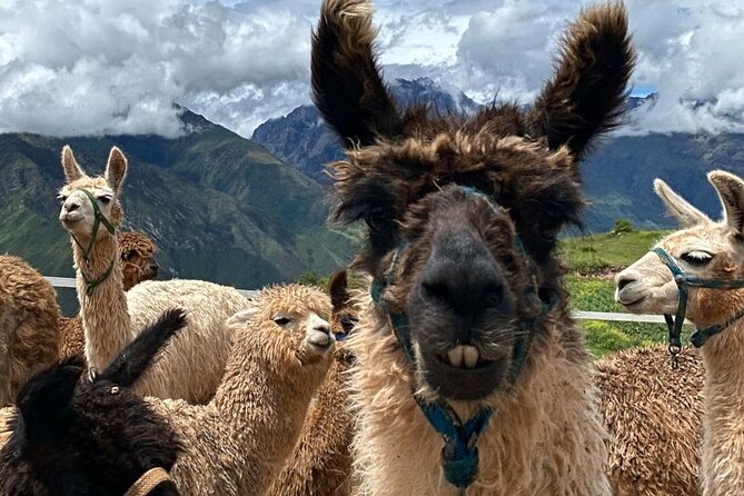 Lunch, Llamas & Textiles Experience (Cusco Region): ANDEAN COLORS - Bracelet making with traditional techniques