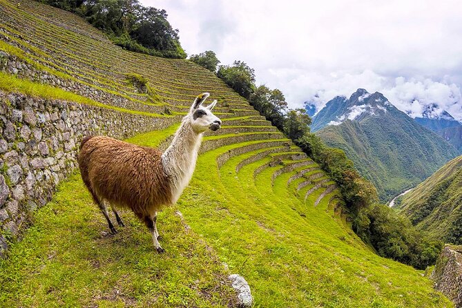 Machu Picchu 1-Day By Panoramic Vistadome Train - The Bus Down, Then the Scenic Return Train to Cusco