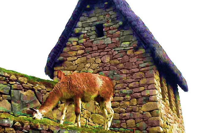 Machu Picchu 1 Day Tour from Cusco by Train - The guided visit at Machu Picchu: Circuit 2, 2.5 hours, and real context