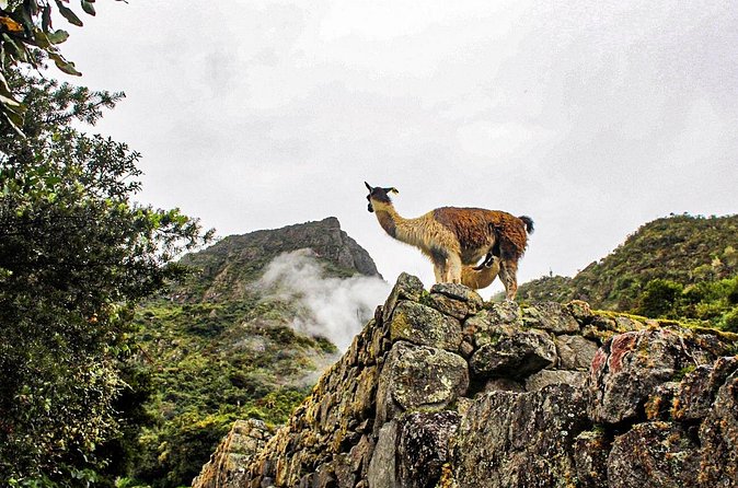 Machu Picchu Circuit 2 by Panoramic Train 2Day/1Night in Private - Inside Machu Picchu: Circuit 2 With a Private Official Guide