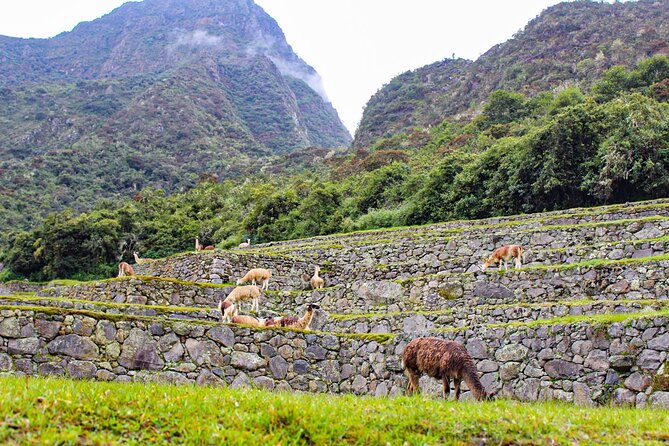 Machu Picchu Circuit 2 by Panoramic Train 2Day/1Night in Private - Getting From Cusco to Ollantaytambo Without Stress