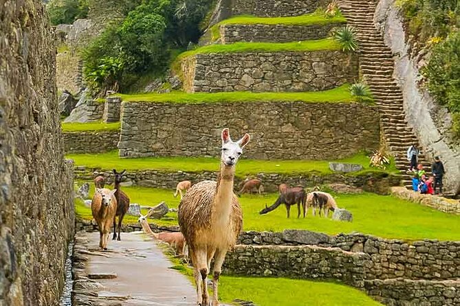 Machu Picchu Day Trip from Ollantaytambo and Urubamba - Price Check: Is $390 Worth It for a Full Machu Picchu Day?