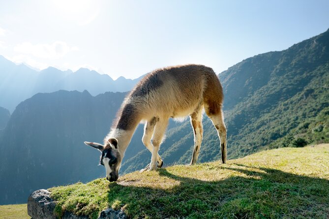 Machu Picchu Full-Day Tour by Train from Cusco - Small Group - What $429 pays for, and how to judge the value