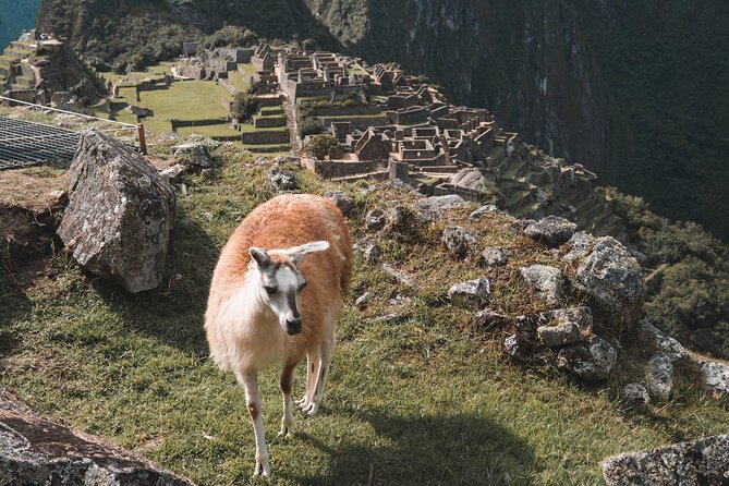 Machu Picchu Full-Day Tour by Train from Cusco - Small Group - Who this small-group Machu Picchu day trip suits best