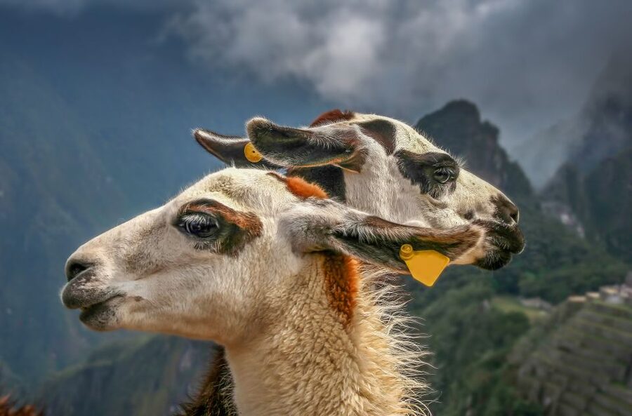 Machu Picchu: Private Full-Day Tour with Afternoon Entrance - Price and value at $449 per person, what you’re really paying for