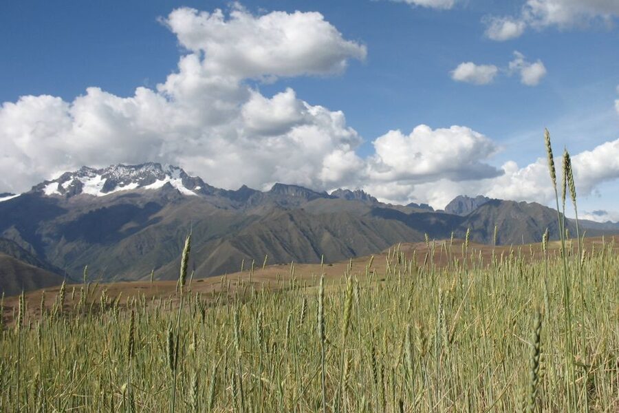Machu Picchu: Private Full-Day Tour with Afternoon Entrance - Practical details to plan for on your Machu Picchu day