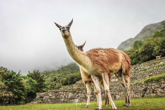Machu Picchu Ticket, Bus & Private Guide - Language Options - Key highlights you will feel on the ground