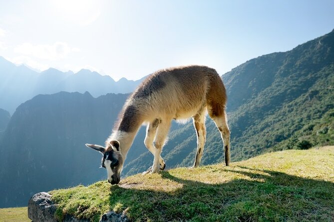 Machu Picchu Tour by Train - Key things to know before you go