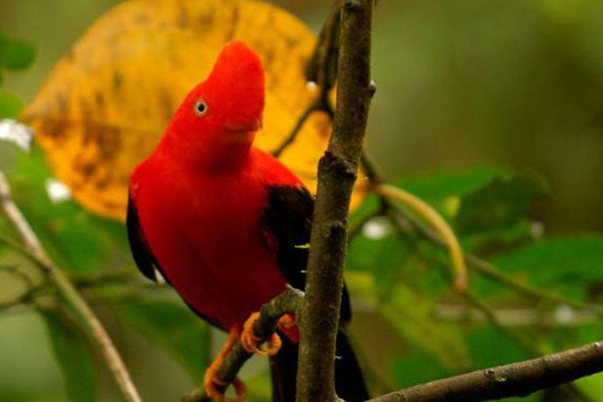 Manu Jungle Exploring: 5 Day Amazon & Cloud Forest Adventure - Key highlights that make this Manu trip click