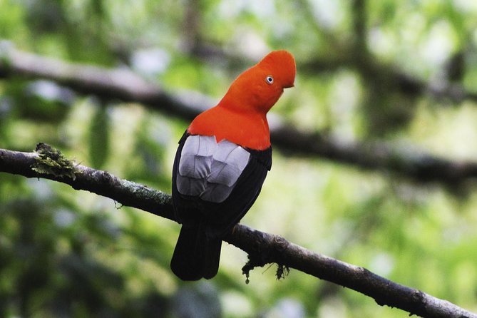 Manu Jungle Exploring: 5 Day Amazon & Cloud Forest Adventure - Manu National Park, cloud forest, and wildlife timing