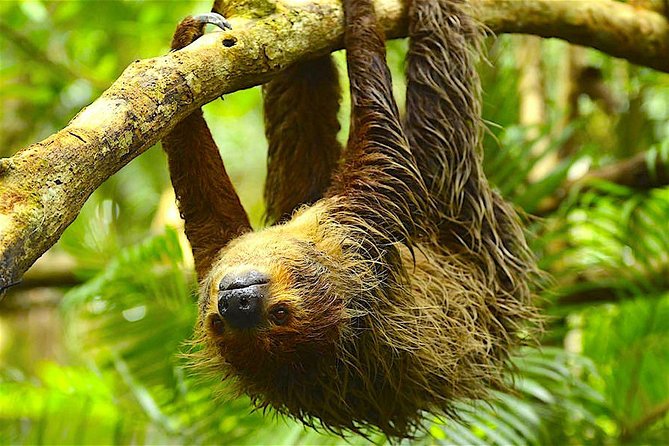 Manu Jungle Exploring: 5 Day Amazon & Cloud Forest Adventure - Day 2 Atalaya, the boat to Aguas Calientes, hot springs, and the night walk