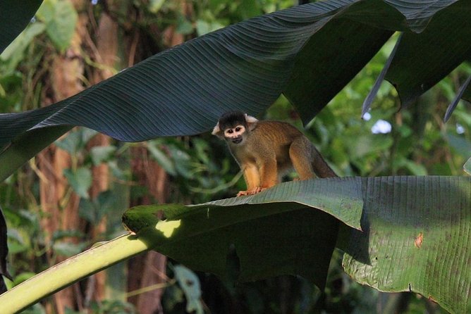 Manu Jungle Exploring: 5 Day Amazon & Cloud Forest Adventure - Day 4 Machuhuassy Lagoon, sunset viewing, caiman eyes, and sleeping near the river