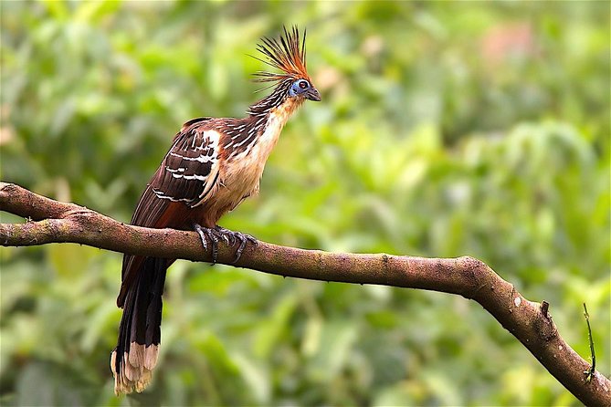 Manu Jungle Exploring: 5 Day Amazon & Cloud Forest Adventure - Day 5 parrot clay lick, return by boat, and the cloud forest drive back to Cusco
