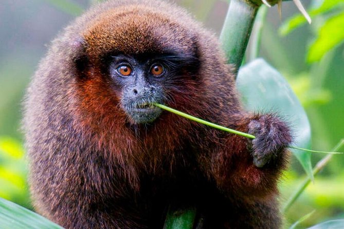 Manu Jungle Tour (4 Days) - Key things that make this Manu Jungle Tour worth your time