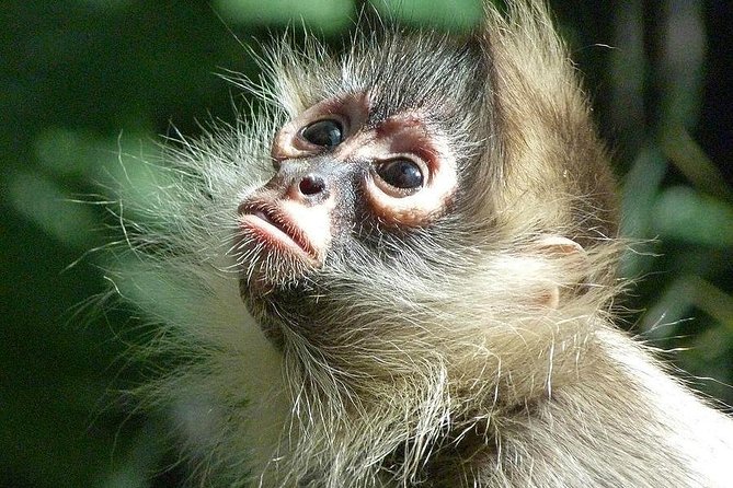 Manu Jungle Tour (4 Days) - Why Manu National Park from Cusco feels like a real change of worlds