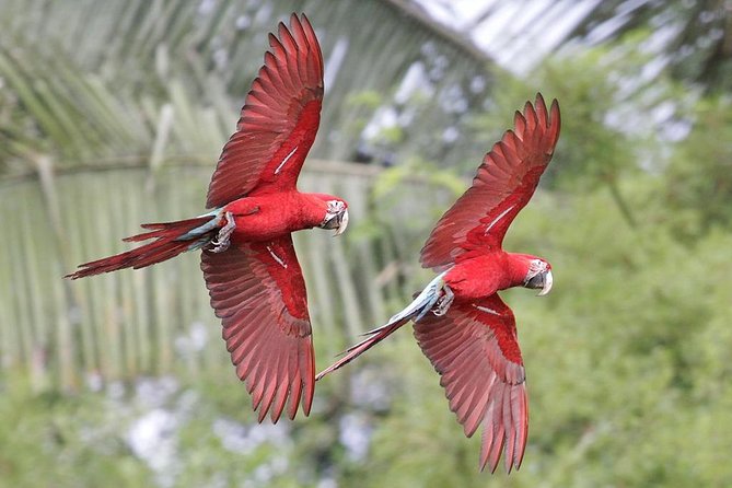 Manu Jungle Tour (4 Days) - Lodges, meals, snacks, boots, and the comfort you can realistically expect