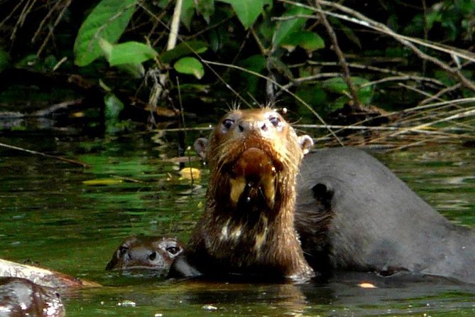 Manu Jungle Tour (4 Days) - The guides and the wildlife skills that make the difference