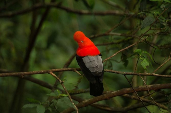 Manu Jungle Tour (4 Days) - Timing, Pickup, and Getting There On Day 0 (Without Stress)