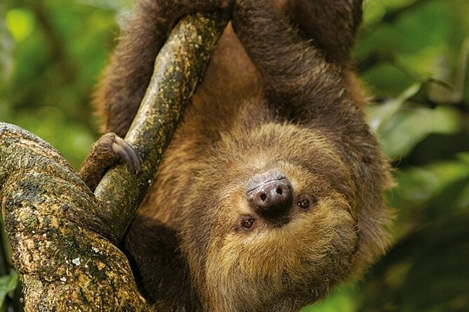 Manu Jungle Tour from Cusco (4 Days) - Getting your river time and wildlife odds right: tubing, boat rides, and the return day