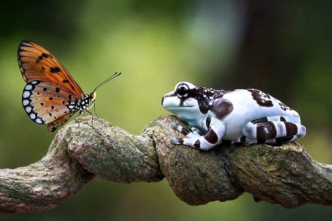 Manu Jungle Tour from Cusco (4 Days) - Price and value: what $709 includes and what you still need to budget