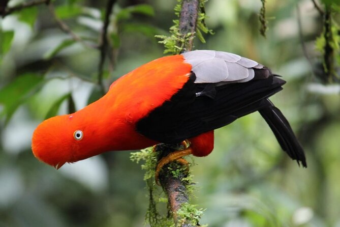 Manu National Park 4-Day Eco Tour from Cusco - Why Manu’s ecological floors are the real show