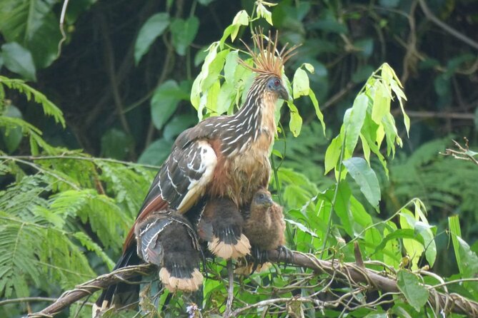 Manu National Park 4-Day Eco Tour from Cusco - Day 4: heading back to Cusco, and how to land the trip