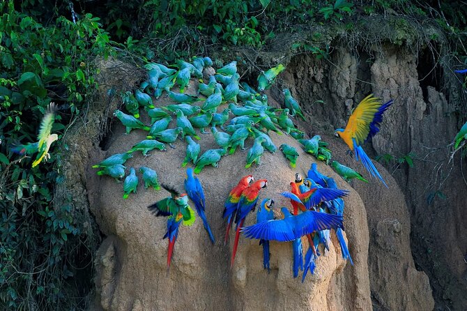 Manu National Park Tour 4 Days/3 Nights - Key Highlights You’ll Feel From Day One