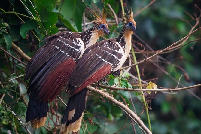 Manu National Park Tour 4 Days/3 Nights - Parrots at Dawn, Medicinal Plants, and the 50-Meter Tree Stop