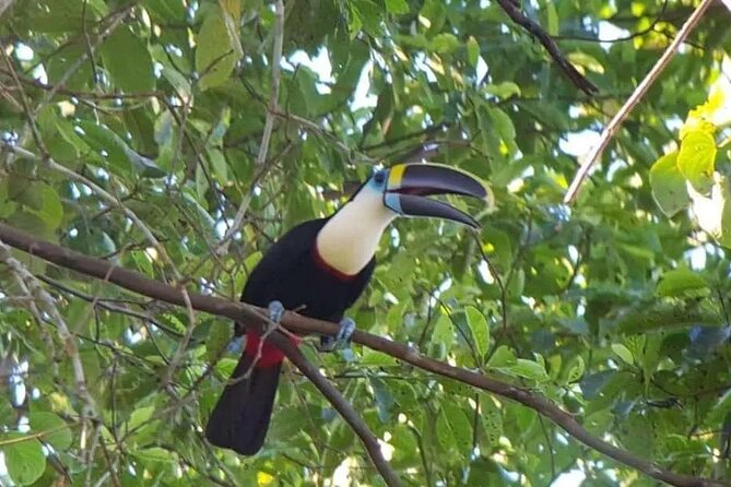 Manu National Park Tour 4 Days/3 Nights - Return to Cusco, One Last Wildlife Scan, and Your Drop-Off Choice