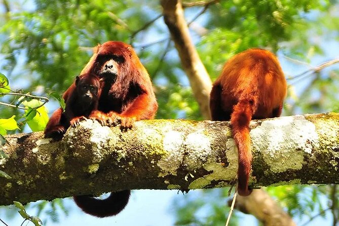 Manu National Park Tour 4 Days/3 Nights - Rooms With Mosquito Protection and Meals That Keep You Moving