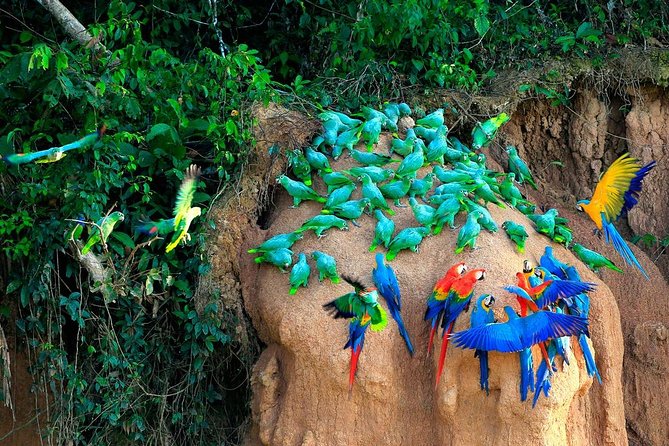 Manu National Park Tour 4days/3night - Eco-Lodge Living: Private Rooms, Mosquito Nets, and Showers That Actually Matter