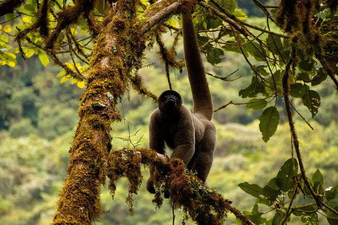 Manu National Park Tour 4days/3night - Price and Value: Is $470 a Good Deal for This Mix?