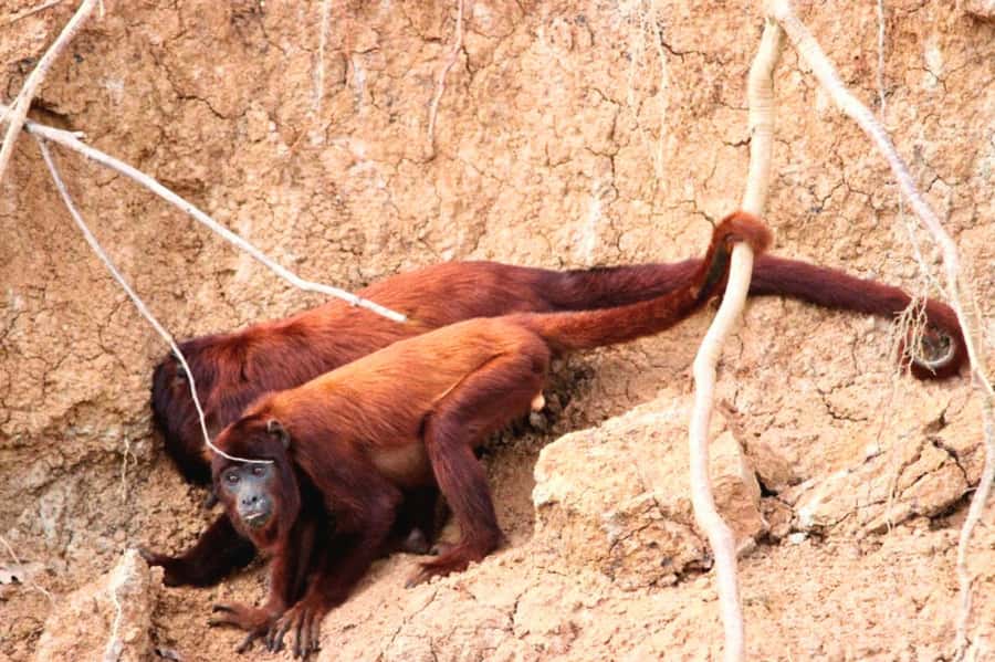 Manu National Park Tours from Cusco 5 Days - Key highlights that make this Manu trip worth a look