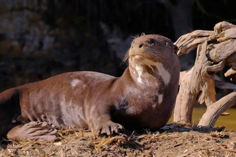 Manu National Park Tours from Cusco 5 Days - Guide quality, small group size, and why 9 people matters here
