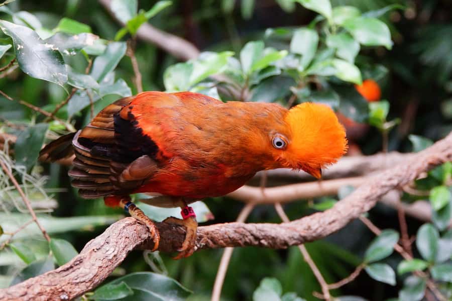Manu National Park Tours from Cusco 5 Days - Why Manu from Cusco feels different than a standard jungle run