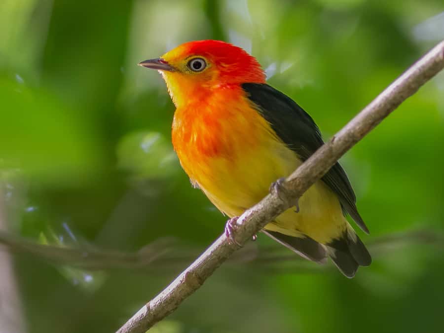 Manu National Park Tours from Cusco 5 Days - Day 3: Parrots by boat, traditional jungle lunch, and wildlife plus medicinal plants