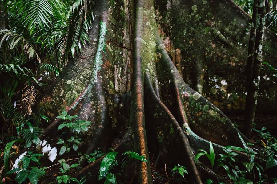 Manu National Park Tours from Cusco 5 Days - Day 4: Soga de Oro back to Bambu Lodge, trail time, and calmer evenings