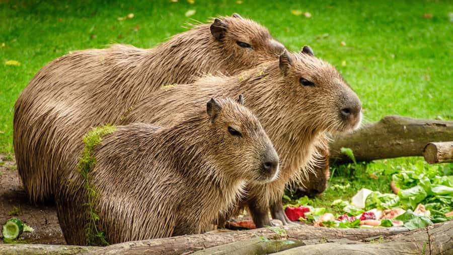 Manu National Park Tours from Cusco 5 Days - Day 5: Return to Cusco with a last Paucartambo stop