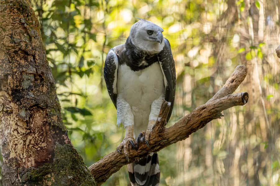 Manu National Park Tours from Cusco 5 Days - The 5-day flow: Cusco to lodges to Cusco again