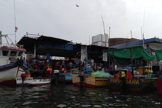 Marine wildlife observation in a fishing village - The drive, the village walk, and the in-between moments